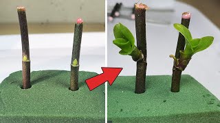 Tips to propagate orchids super fast use Floral Foam Green [upl. by Jovitah280]