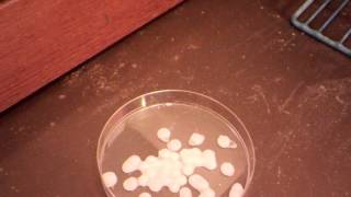 Sodium Hydroxide deliquescing in air Time lapse for a day [upl. by Paz465]