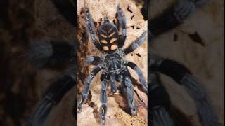 Tarantula  dangerous foods that can kill you shorts reels viralvideo [upl. by Ludovika]