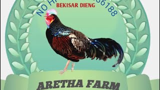 Ayam seharga motor [upl. by Ahsratal746]