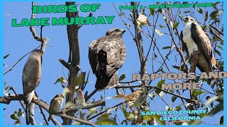 Birds of Lake Murray Part 1  Raptors and More  Northwest Side [upl. by Leugimesoj]