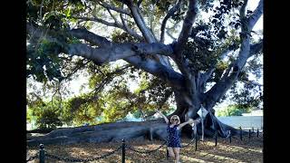 The moreton bag fig tree in Santa Barbara [upl. by Berl688]