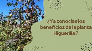 Explora los Asombrosos Beneficios de la Higuerilla ¡Una Planta Medicinal Impresionante [upl. by Mohl733]