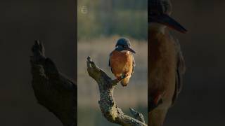 Eisvögel Die Farbenpracht der deutschen Gewässer shortsfeed [upl. by Nidnal]