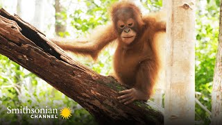 These Orphan Orangutans Are Learning to Build Nests 🌳 Orangutan Jungle School  Smithsonian Channel [upl. by Hearn659]