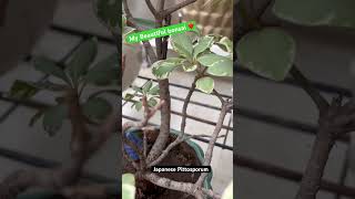 My 10 year old Bonsai Japanese Pittosporum plants gardening  bonsai variety myprettygarden [upl. by Hiett]