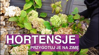 Kiedy okrywać hortensje na zimę Hortensja przycinanie jesienią Hortensja ogrodowa i bukietowa [upl. by Baptlsta]