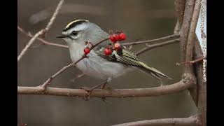 GOLDEN CROWNED KINGLETS and why late winter is a good time for birdwatching amp photography [upl. by Crescantia677]