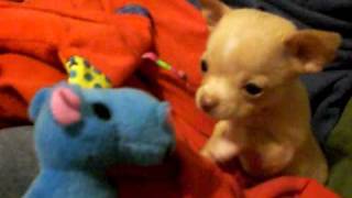 Baby Chihuahua Puppy Finds A Friend Boomer amp His Blue Hippo [upl. by Aehta]