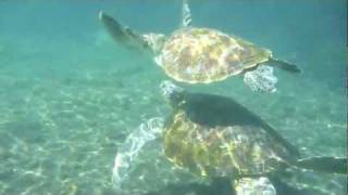 Swimming with the Turtles in Satoalepai in Savaii Samoa [upl. by Aerdnaed381]