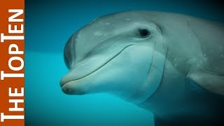 The Top Ten Beautiful Dolphins in the World [upl. by Ainyt]