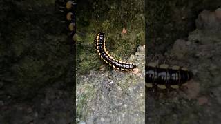 Millipede millipede shortvideo nature wildlife insects natureinsects creepycrawlers [upl. by Merri245]