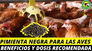 PIMIENTA NEGRA Para Las Aves Beneficios Y Dosis [upl. by Bate861]