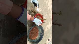 How to grow hibiscus cuttings  how to use rooting hormone powder [upl. by Gnah]