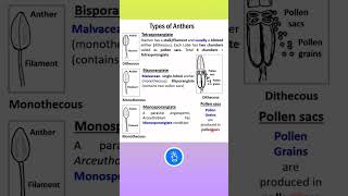 Dithecous and Monothecous Anthers  Tetrasporangiate and Bisporangiate  KVS PGT BIOLOGY [upl. by Iggy]