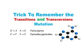 1 minute an easy trick to remember transition vs transversion mutation [upl. by Summons363]