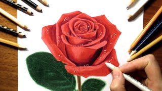 Drawing a Rose with Colored Pencils  Jasmina Susak [upl. by Auqenwahs]