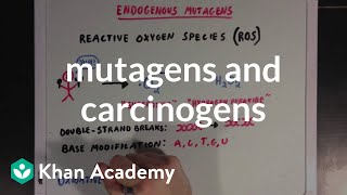 Mutagens and carcinogens  Biomolecules  MCAT  Khan Academy [upl. by Aimac]