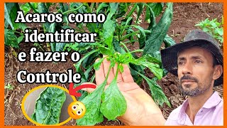 🪲🪲Como identificar o ácaro nas hortaliças e fazer o Controle [upl. by Gloria]