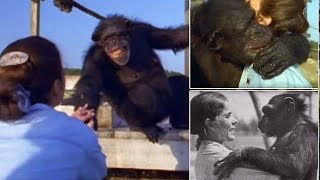 Video shows chimp hug Linda Koebner who saved her from a research lab 25 years ago [upl. by Yetta]