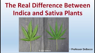 The Real Difference Between Indica and Sativa Plants [upl. by Engeddi319]