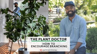 How To Encourage Branching  The Plant Doctor [upl. by Blackmore]