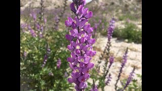 Lupinus arizonicus Arizona lupine [upl. by Netaf]