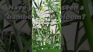 bamboo palm plant blooming 🌿bamboo shortsfeed youtube palm gardening blooming shorts viral [upl. by Bertina]