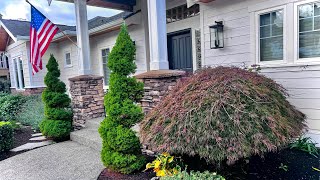 Japanese laceleaf Maple  Restoration from bowl cut in the fall on Camano Island WA 🍄‍🟫 [upl. by Cyrilla]