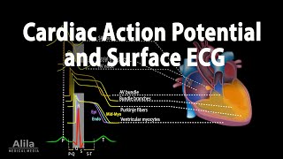 Correlation between Cardiac Action Potential and ECG Animation [upl. by Cami]