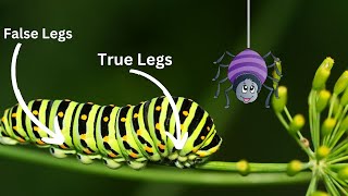 Caterpillar To Butterfly Fun Facts For Kids  Everything You didnt Know about Caterpillars  facts [upl. by Eseerahs948]