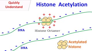 Histone Acetylation [upl. by Yllek]