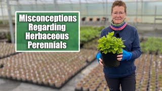 Common Misconceptions About Herbaceous Perennials  Excellent Options for the Garden Border [upl. by Arihas]