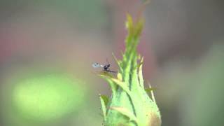 Little Green Bugs Aphids Breeding [upl. by Salokcin]