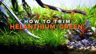 How to Trim Helanthium Tenellum Green  Hint Be Brutal [upl. by Atinuj638]