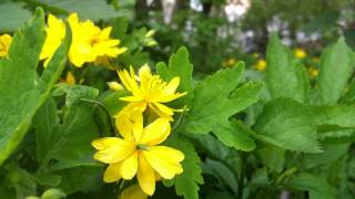 Stinkende gouwe Chelidonium majus  20120506 [upl. by Ayaj]