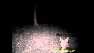 Australian Dingoes Caught on Trail Camera [upl. by Purington728]