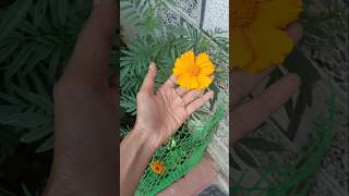 Dragon fruit మొలకలోచాయ్😁🥳boinigeethanjali minivlog shortfeed viralvideo drangon ytshorts yt [upl. by Nosle958]