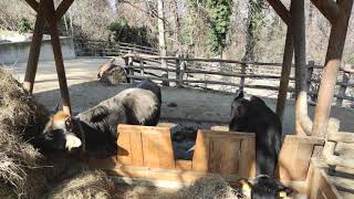 Tirolerhof Bienenstock Jungtier Kuh Kalb Pustertaler Sprinzen Tuxer Rind Tiergarten Zoo Schönbrunn [upl. by Hnahym]