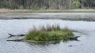 Alligator Mating Calls  Huntington Beach State Park  Murrells Inlet SC [upl. by Adlitam703]