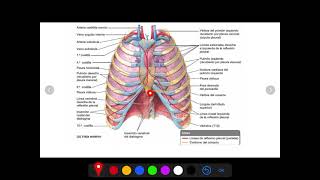 ANATOMÍA DE PULMÓN PLEURA Y BRONQUIOS [upl. by Nanine]