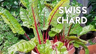 How to grow amp harves Swiss Chard in containers  Recipe [upl. by Nannerb]