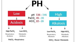 Acidocis and AlkalosisRespiratory vs Metabolic [upl. by Teerprah]