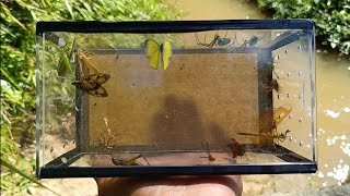 catch grasshoppers spiders moths dragonflies assassin bugs butterflies [upl. by Walt]