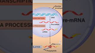 Transcriptie amp translatie in 1 minuut uitgelegd biologie biologieleraar genetica [upl. by Aurie]