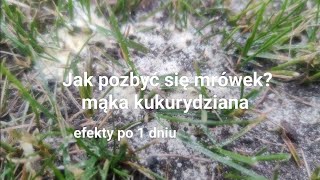 Mąka kukurydziana na mrówki  efekty po 1 dniu [upl. by Galang]