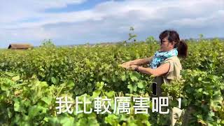 20240909Montrachet 修剪葡萄樹體驗 [upl. by Auhesoj]