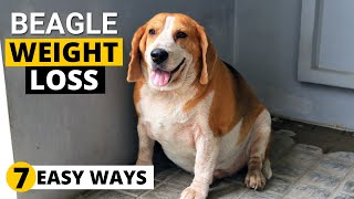 7 Ways to Help your Overweight Beagle Lose Weight [upl. by Vinson603]