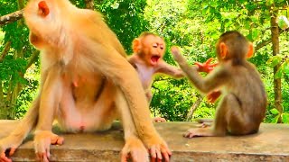 Oh Goodness The best video of Sweetie Mama training amp disciplining BB to be the macaque Monkeys [upl. by Call]