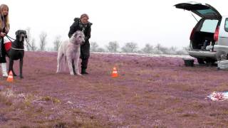 Coursing with Great Dane and Irish Wolfhound [upl. by Daria]